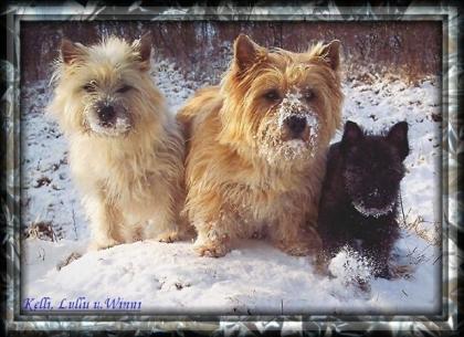 Traumhafte Cairn-Terrier Welpen für Anfg. Juni