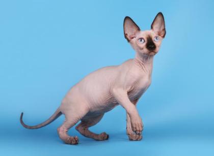 Reinrassige Kanadische Sphynx Kätzchen Stammbaum