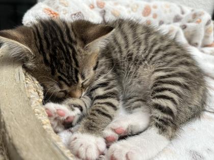 Süße verschmuste Britisch Kurzhaar, Britisch Langhaar und mix Kitten Katzenbabys aus liebevoller