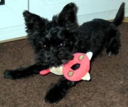 Schwarzer Yorkshirer Terrier, 10 Monate, Rüde, stubenrein, gutmütig noch nicht