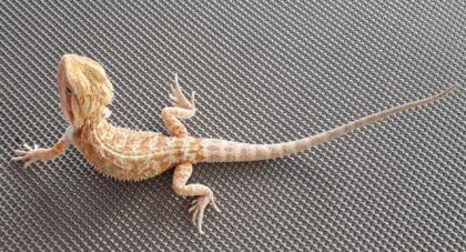 Bartagame Progona Viticeps 8 Wochen jung