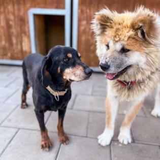 Patriot. lieber Kerl wartet unglücklich im Tierheim auf sein Körbchen