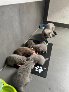 BKH Kitten ab 11. 06. 2022 abzugeben