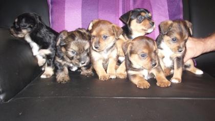 Yorkshire Terrier- Mischlingswelpen suchen ein schönes Zuhause