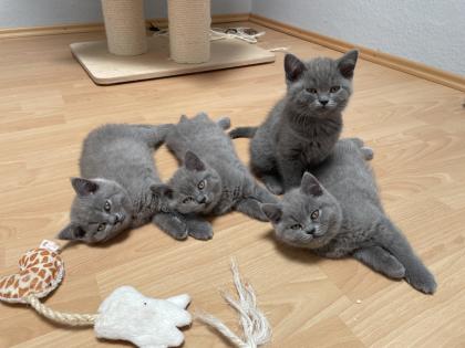 BKH Kitten, Britisch Kurzhaar, Katzenbabys, Kitten