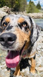 Aussiedor Australian Shepherd x Labrador Hündin