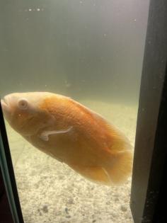 Astronotus ocellatus Pfauenaugenbuntbarsch