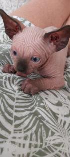 Canadian sphynx kitten