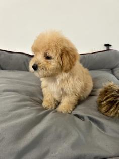 Maltipoo F1b Welpen