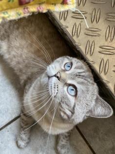 Deckkater BKH Silver tabby Blue Point Blutgruppe B