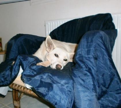 Roxy ein Engel auf Erden