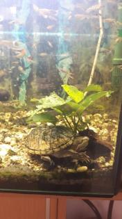 Wasserschildkröte inkl. Aquarium Zubehör