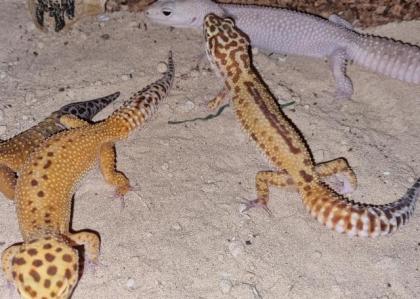 Leopardgeckos suchen gutes Zuhause
