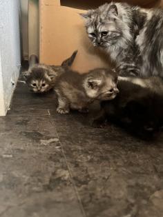 Wunderschöne Perser-Mix Katzenbabys suchen liebevolles Zuhause