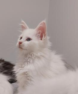 Maine Coon Kitten ohne Papiere shaded Linie