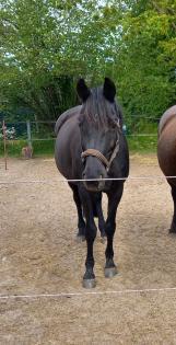 Biete Trakehnerstute Verkauf, zur Verfügung, Beistellpferd