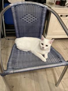 Main coon Kater in weiß zu verkaufen