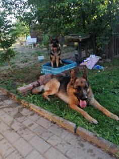 Verkaufe Schäferhundwelpen