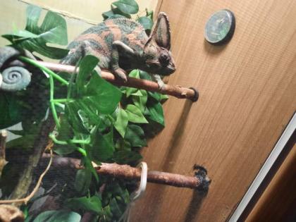 Terrarium mit jemen Chamäleon
