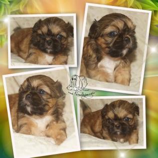 Shih Tzu Welpen mit Ahnentafel