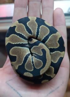Königspython 0. 1 Python Regius