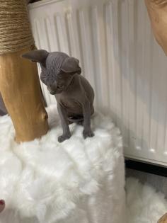 Canadian Sphynx Kätzchen