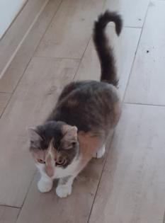 Coco Glückskatze sucht dringend glückliches Zuhause aus dem Tierschutz / gechipt, geimpft, k