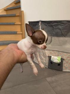 Chihuahua Welpen Mini
