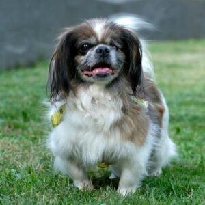 OMI-GINA - weiblich 13 Jahre 19 cm 4. 2 kg Tibet-Spaniel Gechipt