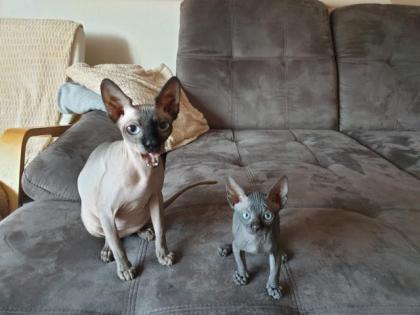 Canadian Sphynx