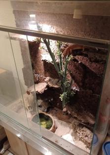 Zwei Weibchen Geckos