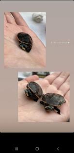 Wasserschildkrötennachwuchs zu verkaufen