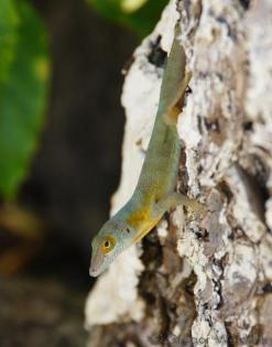 Anolis marmoratus, bimaculatus, wattsi, oculatus, desiradei, terraealtae und and