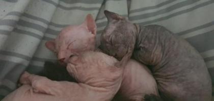 Sphynx Gummi, brush und Velours