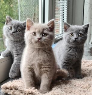 Britisch Kurzhaar BKH Kitten 2fach geimpft