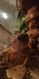 Terrarium mit 3 Leopardgeckos weibl. 0. 1
