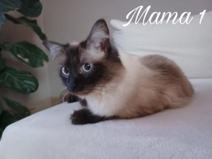 Heilige Birma Kitten