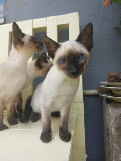 Reinrassige Siam Kitten