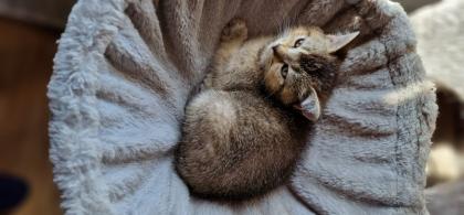 BKH Kitten suchen ein liebevolles neues Zuhause
