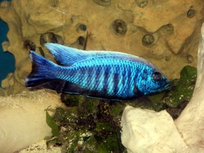 Copadichromis mloto ivory lupingu WFNZ