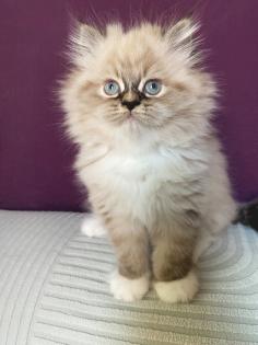 Reinrassige Perser Kitten