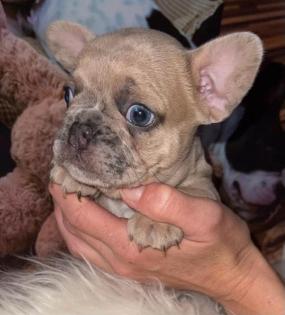 Französische Bulldogge Welpen