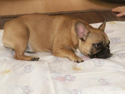 Superliebe und kompakte Bulldoggenhündin