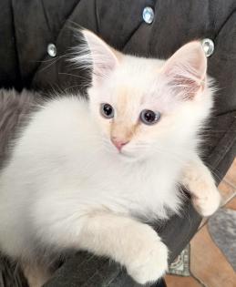Verschmuste Kuschelmäuse Sibirische Waldkatze Neva Masquarade Hl. Birma creme-Point