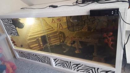 Terrarium für Reptilien in Ägypten Style