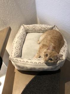 BKH Deckkater