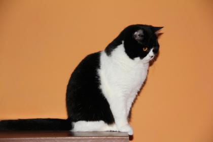 Süße BKH Katzen