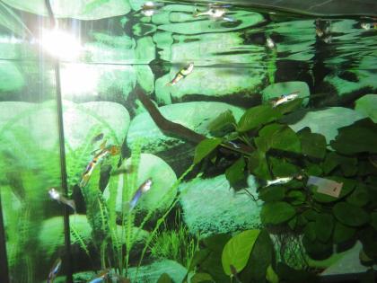 Endler Guppy Japan Blue u. a. Farbformen
