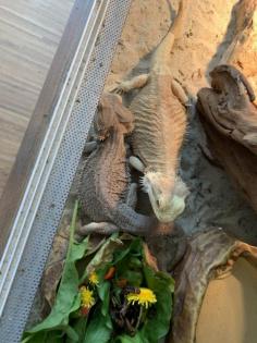 2 Bartagamen männl. und weibl. Terrarium Zubehör Deko VB