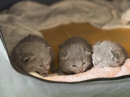 Chartreux / Kartäuser Kätzchen